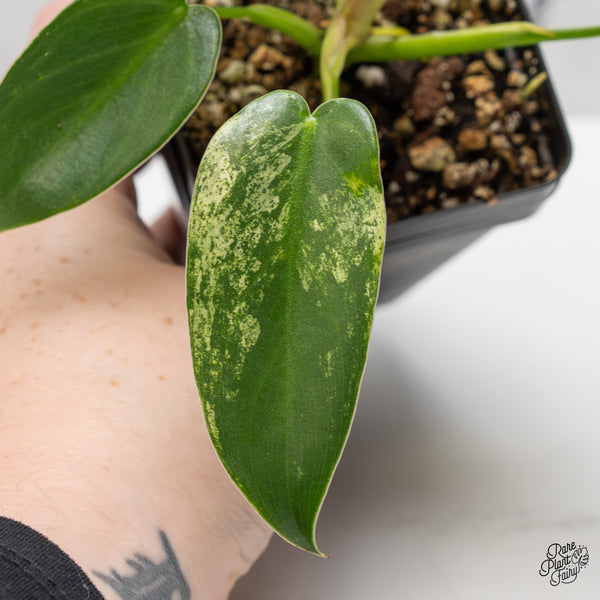 Philodendron Ilsemanii *Kunzo Lineage* (wk50-F)