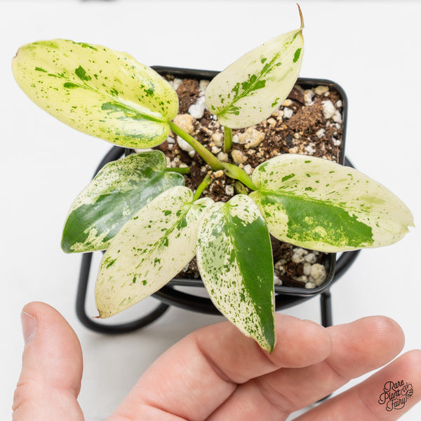 Philodendron Ilsemanii *Kunzo Lineage* (wk51-J)