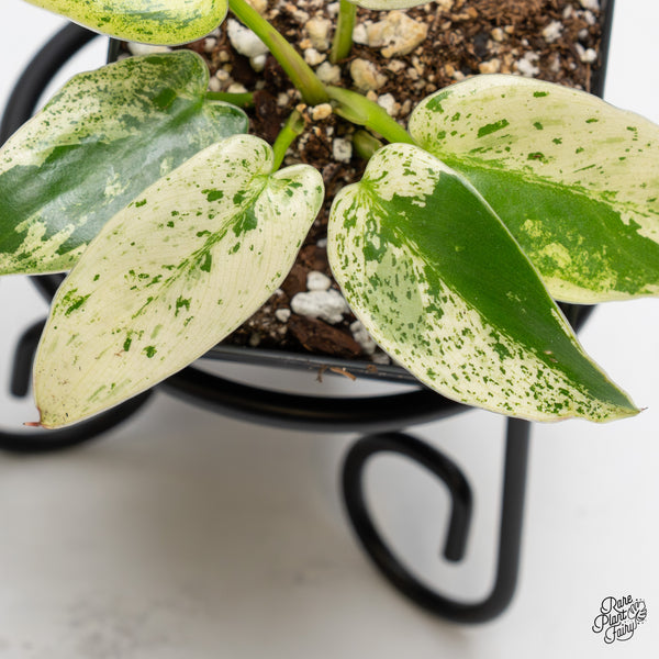 Philodendron Ilsemanii *Kunzo Lineage* (wk51-J)