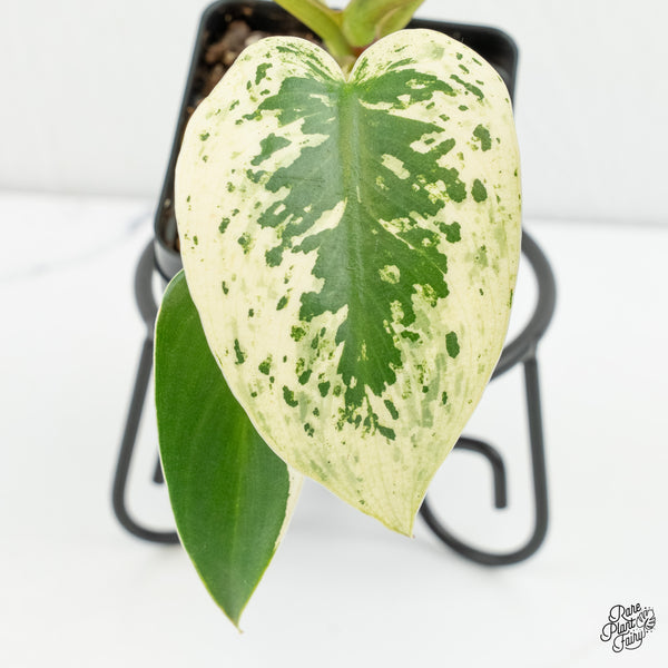 Philodendron Ilsemanii *Kunzo Lineage* (wk6-A)