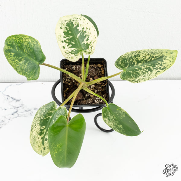 Philodendron Ilsemanii *Kunzo Lineage* (wk6-A)
