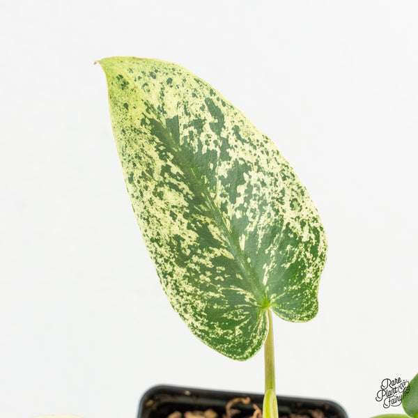 Philodendron Ilsemanii *Kunzo Lineage* (wk6-A)