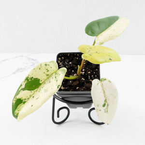 Philodendron Ilsemanii by Kunzo (wk32-C)