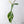 Philodendron Joepii Variegated (wk33-P)
