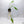 Philodendron Joepii Variegated (wk33-P)
