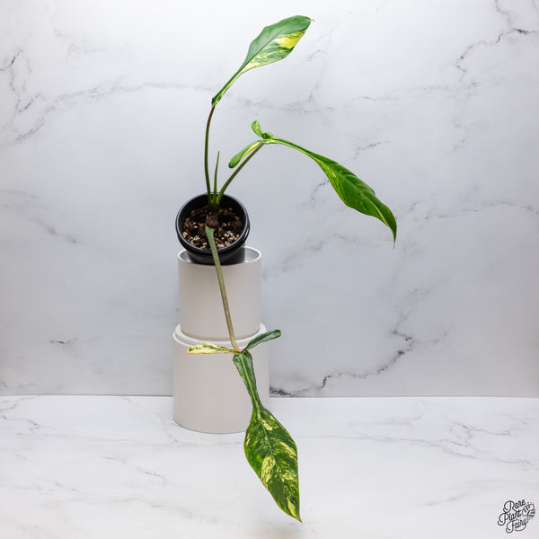 Philodendron Joepii Variegated (wk33-P)