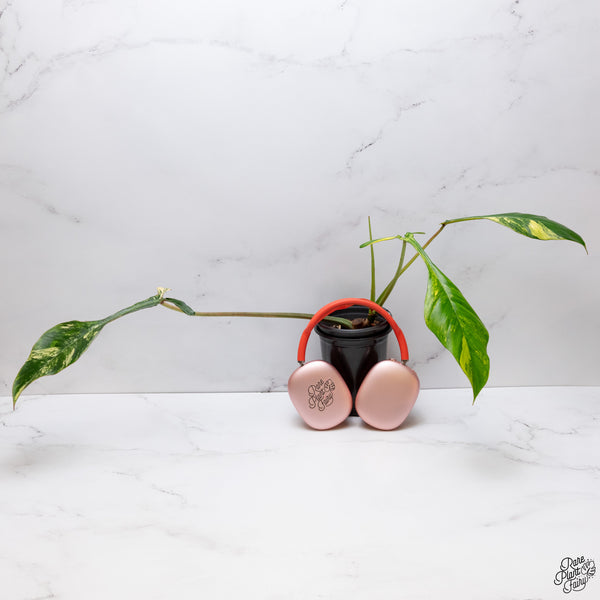 Philodendron Joepii Variegated (wk33-P)
