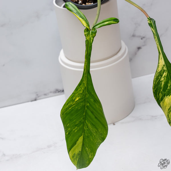 Philodendron Joepii Variegated (wk33-P)