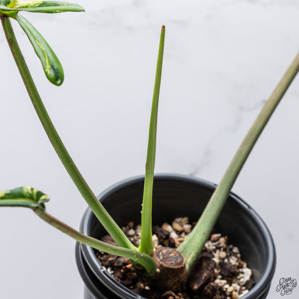 Philodendron Joepii Variegated (wk33-P)