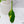 Philodendron Joepii Variegated (wk33-P)