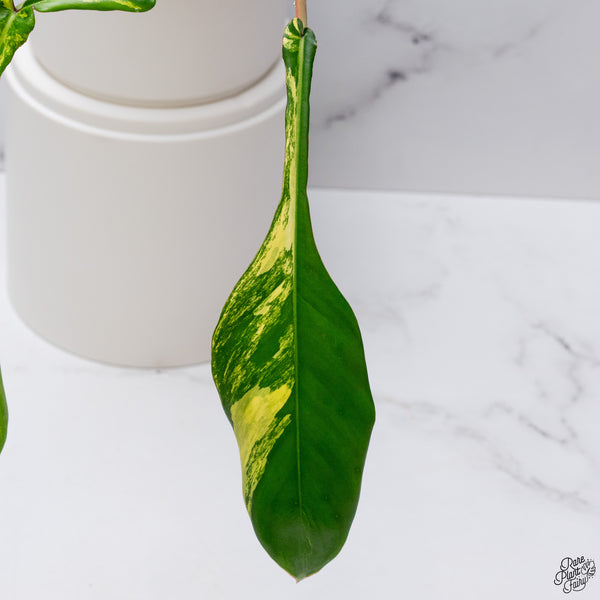 Philodendron Joepii Variegated (wk33-P)