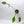 Philodendron Joepii Variegated (wk33-P)