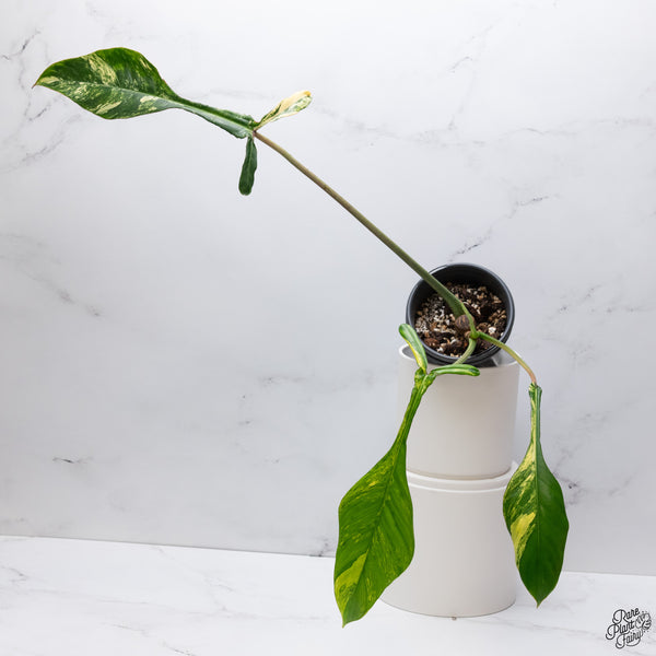 Philodendron Joepii Variegated (wk33-P)