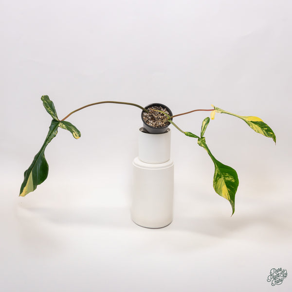 Philodendron Joepii Variegated (wk34-Q)