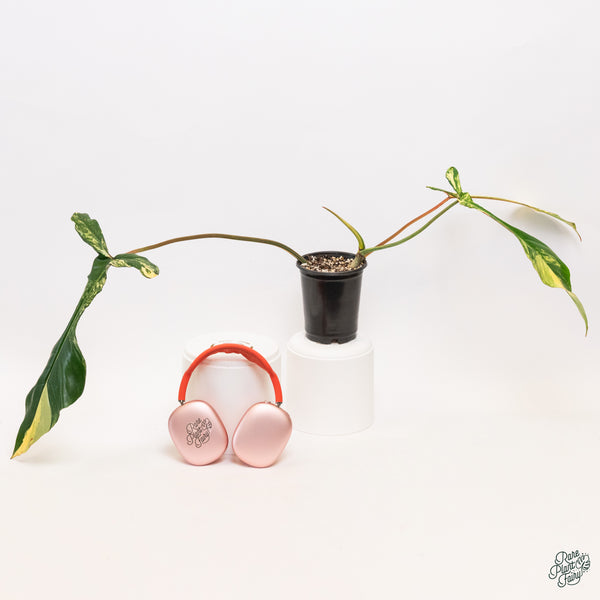 Philodendron Joepii Variegated (wk34-Q)
