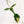 Philodendron Joepii Variegated (wk34-Q)