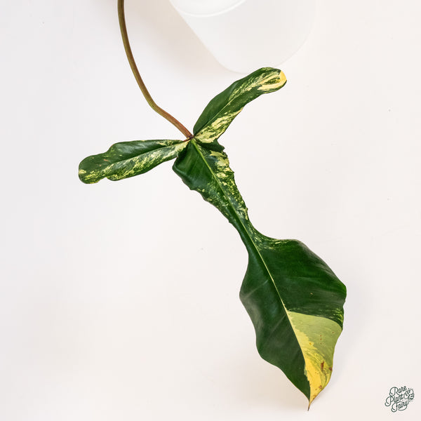 Philodendron Joepii Variegated (wk34-Q)