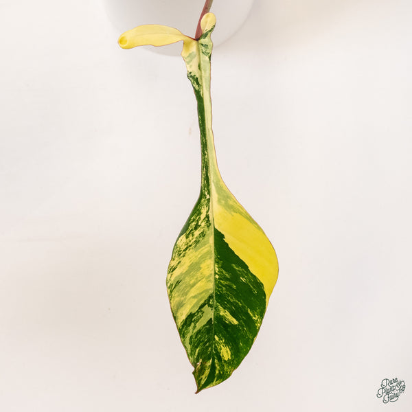 Philodendron Joepii Variegated (wk34-Q)