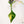 Philodendron Joepii Variegated (wk34-Q)