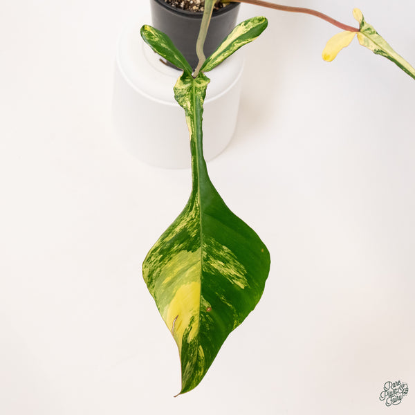 Philodendron Joepii Variegated (wk34-Q)