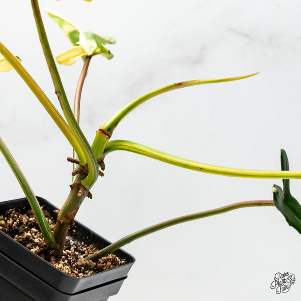 Philodendron 'Joepii' Variegated (wk49-B)