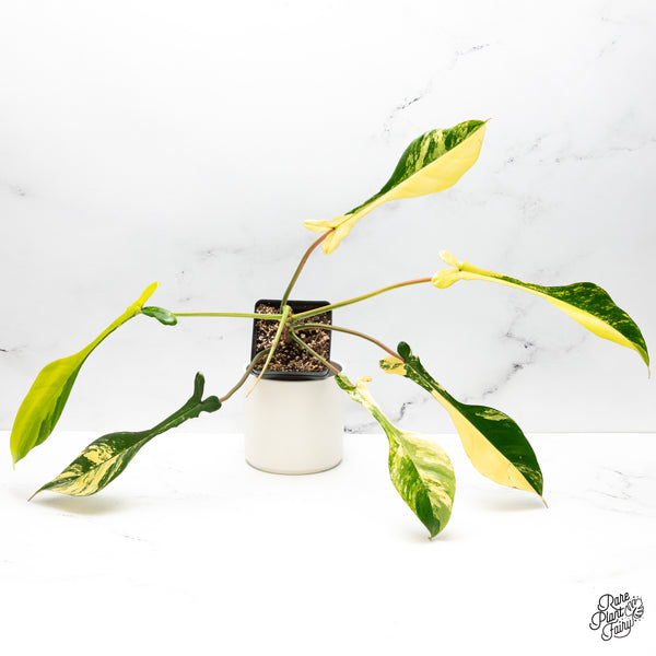 Philodendron 'Joepii' Variegated (wk49-B)