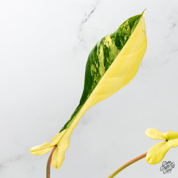 Philodendron 'Joepii' Variegated (wk49-B)