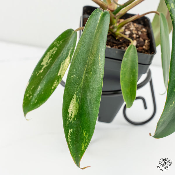 Philodendron 'Joepii' Variegated (wk6-K)