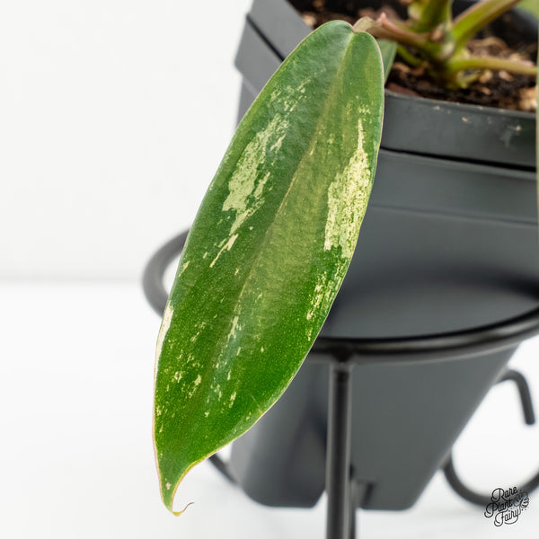 Philodendron 'Joepii' Variegated (wk6-K)