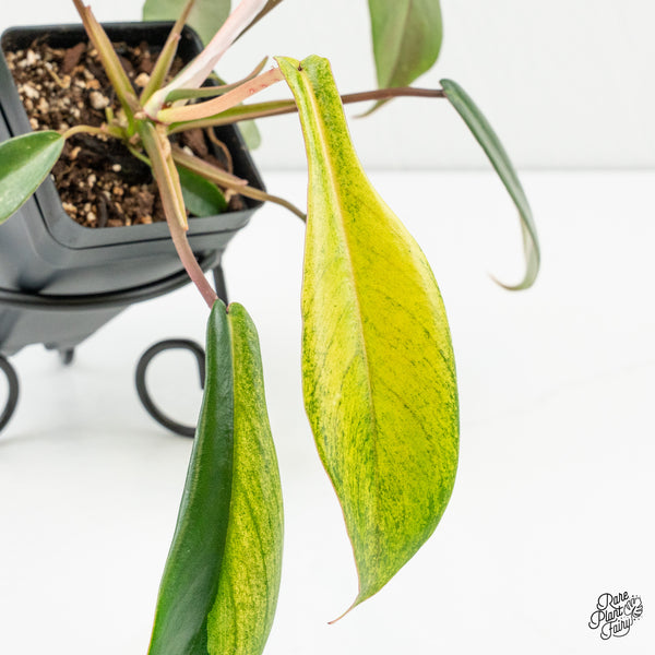 Philodendron 'Joepii' Variegated (wk6-K)