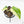 Philodendron Mamei Albo Variegated (wk21-H)