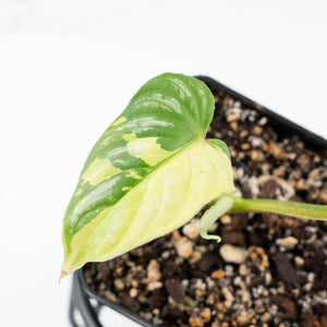 Philodendron Mamei Albo Variegated (wk21-H)