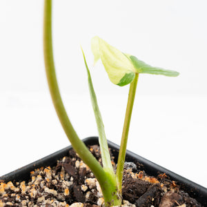 Philodendron Mamei Albo Variegated (wk21-H)