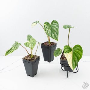 Philodendron mamei albo variegated *Grower's Choice*