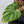 Philodendron Mamei Albo Variegated (wk32-X)