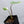 Philodendron Mamei Albo Variegated (wk32-X)