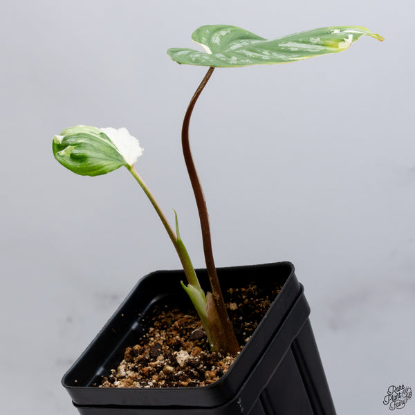 Philodendron Mamei Albo Variegated (wk32-X)