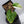 Philodendron Mamei Albo Variegated (wk32-X)