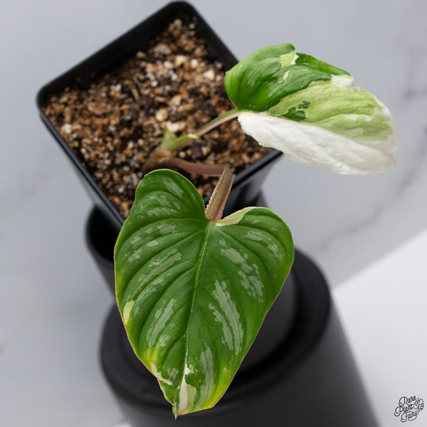 Philodendron Mamei Albo Variegated (wk32-X)