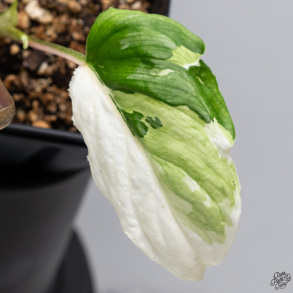 Philodendron Mamei Albo Variegated (wk32-X)