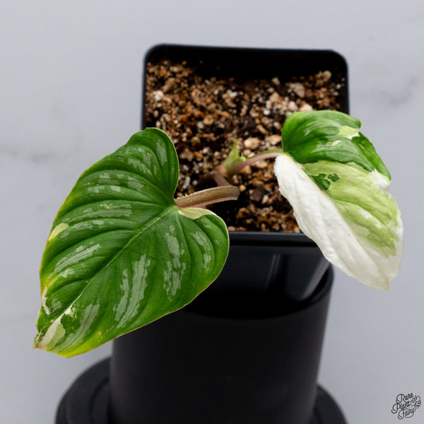 Philodendron Mamei Albo Variegated (wk32-X)