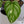 Philodendron Mamei Albo Variegated (wk35-M)