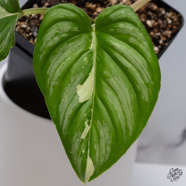 Philodendron Mamei Albo Variegated (wk35-M)