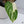 Philodendron Mamei Albo Variegated (wk35-M)