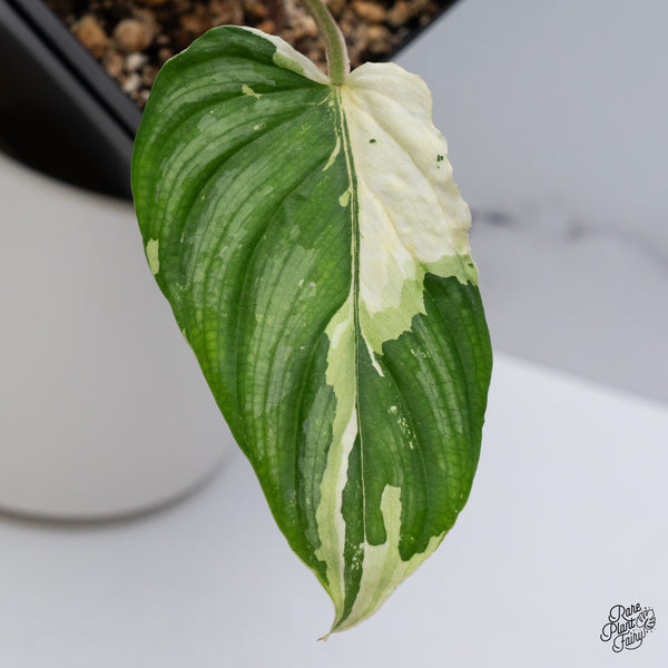 Philodendron Mamei Albo Variegated (wk35-M)