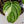 Philodendron Mamei Albo Variegated (wk35-M)