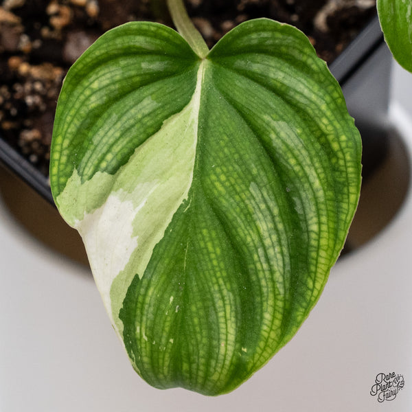Philodendron Mamei Albo Variegated (wk35-M)
