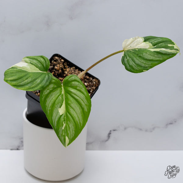 Philodendron Mamei Albo Variegated (wk35-M)