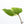 Philodendron Mamei Albo Variegated (wk36-K)