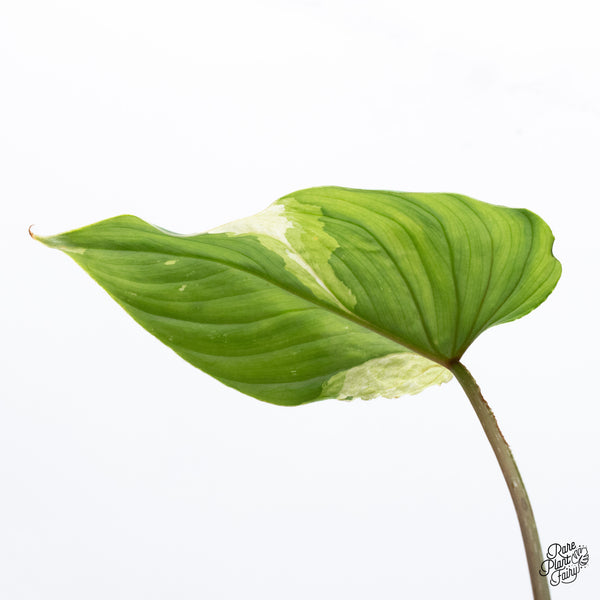 Philodendron Mamei Albo Variegated (wk36-K)